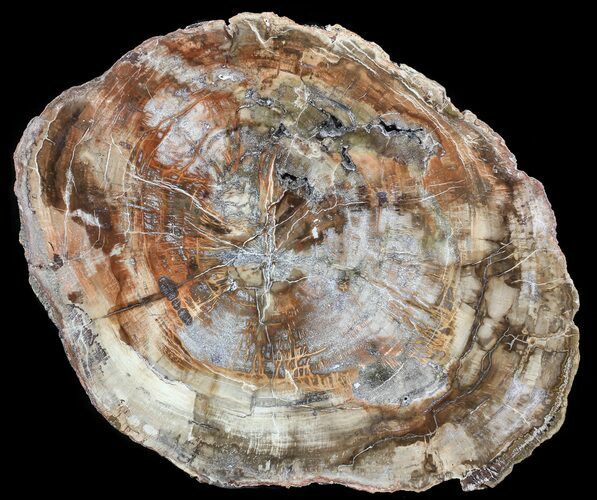 Colorful Petrified Wood Round - Cyber Monday Deal! #54212